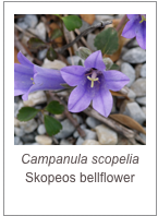 ￼Campanula scopelia
Skopeos bellflower