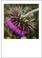 Carduus nutans
Musk thistle