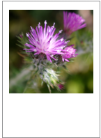 ￼Carduus pycnocephalus 
Italianthistle