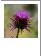 ￼Carduus euboicus
Evian thistle