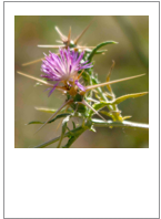 ￼Centaurea calcitrapa
Purple star thisτle