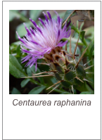 ￼Centaurea raphanina

