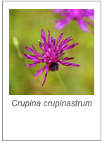 ￼Crupina crupinastrum
