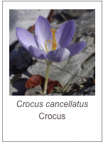 ￼Crocus cancellatus
Crocus