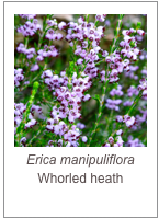 ￼Erica manipuliflora
Whorled heath