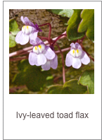 ￼Cymbalaria longipes
Ivy-leaved toad flax