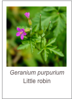 ￼Geranium purpurium
Little robin