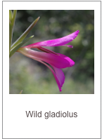 ￼Gladiolus illyricus
Wild gladiolus
