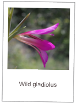 Gladiolus illyricus
Wild gladiolus