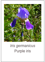 ￼Iris germanicus
Purple iris