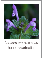 ￼Lamium amplexicaule
henbit deadnettle