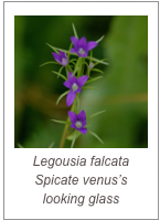 ￼Legousia falcata
Spicate venus’s looking glass