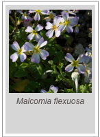 ￼Malcomia flexuosa