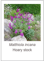 ￼Matthiola incana
Hoary stock