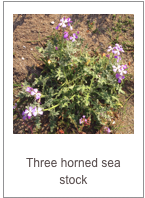 ￼Matthiola tricuspidata
Three horned sea stock