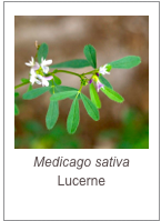 ￼Medicago sativa
Lucerne