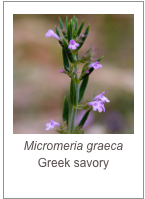 ￼Micromeria graeca
Greek savory