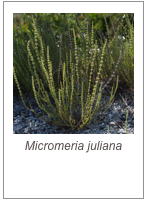 ￼Micromeria juliana
