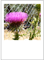 ￼Onopordum tauricum
Taurian thistle