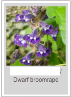 Phelipanche mutelii
Dwarf broomrape