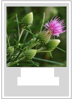 ￼Ptilostemon chamaepeuce
