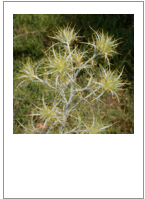 ￼Picnomon acarna
Soldier thistle