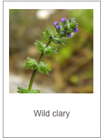 ￼Salvia verbenaca
Wild clary