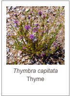 ￼Thymbra capitata
Thyme