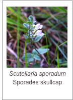 ￼Scutellaria sporadum
Sporades skullcap