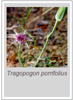 ￼Tragopogon porrifolius