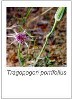 ￼Tragopogon porrifolius
