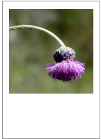 ￼Tyrimnus leucographus
