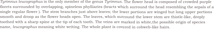 Tyrimnus leucographus is the only member of the genus Tyrimnus. The flower head is composed of crowded purple florets surrounded by overlapping, spineless phylliaries (bracts which surround the head resembling the sepals of a single regular flower ). The stem branches just above leaves; the lower portions are winged but long upper portions smooth and droop as the flower heads open. The leaves, which surround the lower stem are thistle-like, deeply toothed with a sharp spine at the tip of each tooth. The veins are marked in white,the possible origin of species name, leucographus meaning white writing. The whole plant is covered in cobweb-like hairs.
