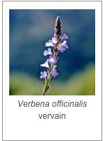 ￼Verbena officinalis
vervain