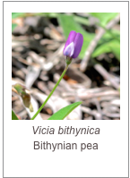 ￼Vicia bithynica
Bithynian pea