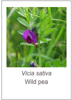 ￼Vicia sativa
Wild pea