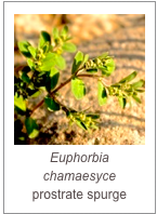 ￼Euphorbia chamaesyce
prostrate spurge