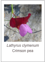 ￼Lathyrus clymenum
Crimson pea