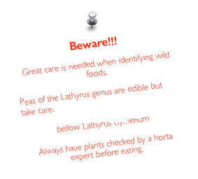 Beware!!!

Great care is needed when identifying wild foods.

Peas of the Lathyrus genus are edible but take care. 
see Lathyrism
bellow Lathyrus clymenum

Always have plants checked by a horta expert before eating.