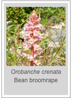 ￼Orobanche crenata
Bean broomrape