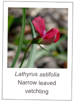 ￼Lathyrus setifolia
Narrow leaved vetchling