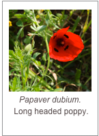 ￼Papaver dubium.
 Long headed poppy.
