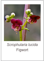 ￼Scrophularia lucida
Figwort