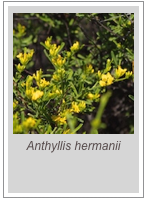 ￼Anthyllis hermanii

