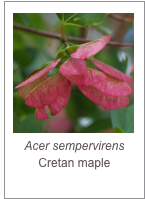 ￼Acer sempervirens
Cretan maple