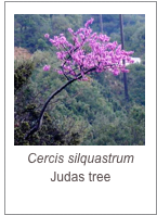 ￼Cercis silquastrum
Judas tree