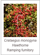 ￼Crataegus monogyna Hawthorne
Ramping fumitory