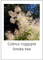 ￼Cotinus coggygria
Smoke tree