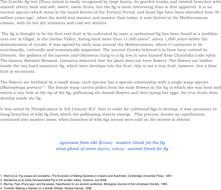 
The humble fig tree (Ficus carica) is easily recognised by large leaves, its gnarled trunks and twisted branches with smooth silvery bark and soft, sweet, exotic fruits, but the fig is more interesting than at first apparent. It is an ancient species which arose in the laurel forests of the Tertiary Period, and fossil figs have been identified from 40 million years ago1, when the world was warmer and moister than today; it now thrives in the Mediterranean climate, with its hot dry summers and cold wet winters.

 The fig is thought to be the first ever fruit to be cultivated by man; a carbonised fig has been found at a neolithic cave site at Gilgal, in the Jordan Valley, dating back more than 11,000 years2, about 1,000 years before the domestication of cereals. It was spread by early man around the Mediterranean, where it continued to be nutritionally, culturally and economically important. The ancient Greeks believed it to have been created by Demeter, the goddess of the harvest and Odysseus clung to a fig tree to save himself from Charybdis (vide infra) 
The famous Swedish Botanist, Linnaeus observed that the plant does not have flowers. The flowers are hidden inside the tiny hard immature fig, which later develops into the fruit; this is not a true fruit, however, but a false fruit (a syconium). 

The flowers are fertilised by a small wasp; each species has a special relationship with a single wasp species (Blastophaga psenes)1,3. The female wasp carries pollen from the male flowers in the fig in which she was born and enters a tiny hole at the tip of the fig, pollinating the female flowers and then laying her eggs; the true fruits then develop inside the fig. 

It was noted by Theophrastus in 3rd Century B.C. that in order for cultivated figs to develop, it was necessary to hang branches of wild fig from which the pollinating insects emerge.  This process, known as caprification, continued into modern times, when branches of wild figs (ornoi) were sold on the streets in Athens.



￼




Herre et al. Fig wasps are wonderful. The Evolution of Mating Systems in Insects and Arachnids. Cambridge University Press. 1997. 
Mordechai et al. Early Domesticated Fig in the Jordan Valley. Science. Jun 2006.
Murray. Figs (Ficus spp.) and fig wasps; hypotheses for an ancient symbiosis. Biological Journal of the Linnanaen Society. 1985.
Tyrwhitt. Making a Garden on a Greek Hillside. Denise Harvey, 1998