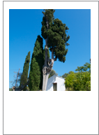 ￼Cupressus sempervirens
Italian cypress